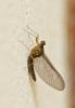 Cloeon sp.